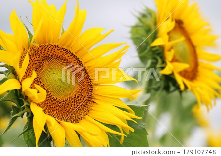 鄉村的夏天：盛開的向日葵 129107748