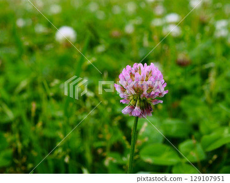 初夏荒川河床上盛開的粉紅桃花 129107951