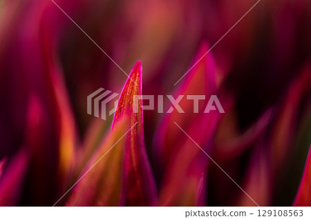 The natural background of palm leaves in a tropical forest. The natural background of palm leaves in a tropical forest. 129108563