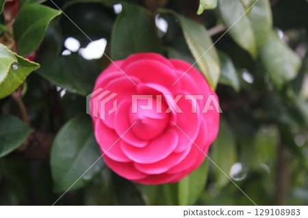 Snow Hua Tsubaki Snow Hua Tsubaki 129108983