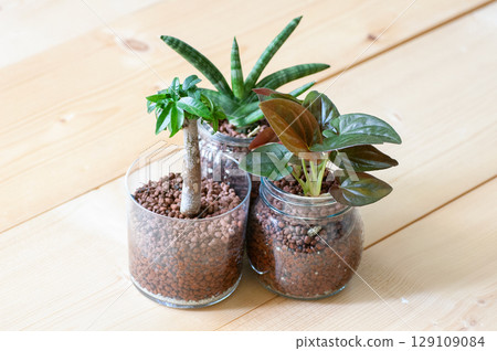 室內植物暴露在光線下 129109084