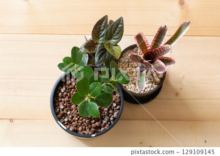 Houseplants photographed from above Houseplants photographed from above 129109145