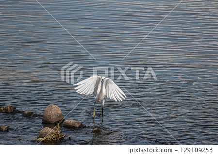 A little egret (Egret) spreading its wings and walking around in the river. Amano River, Hirakata City A little egret (Egret) spreading its wings and walking around in the river. Amano River, Hirakata City 129109253