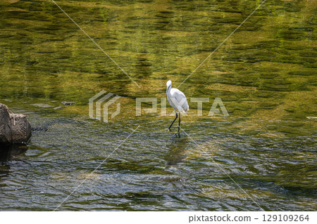 White Egret (Little Egret) Amano River, Hirakata City White Egret (Little Egret) Amano River, Hirakata City 129109264