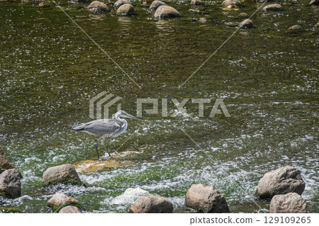 枚方市天野川,一隻蒼鷺在河裡覓食 枚方市天野川,一隻蒼鷺在河裡覓食 129109265
