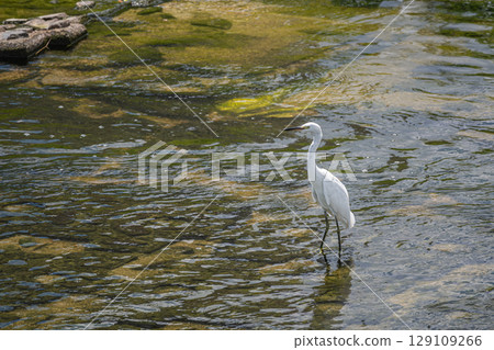 白鷺鷥(小白鷺)枚方市天野川 白鷺鷥(小白鷺)枚方市天野川 129109266