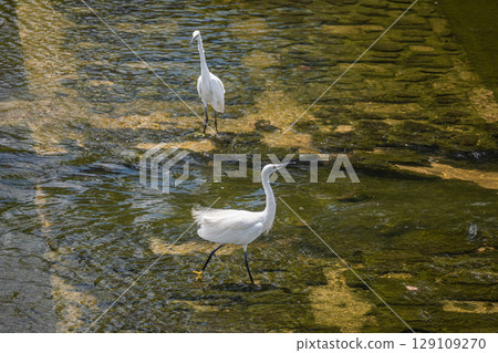 白鷺鷥(小白鷺)枚方市天野川 白鷺鷥(小白鷺)枚方市天野川 129109270