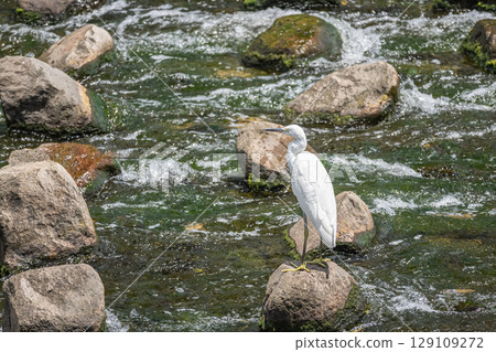 白鷺鷥(小白鷺)枚方市天野川 白鷺鷥(小白鷺)枚方市天野川 129109272
