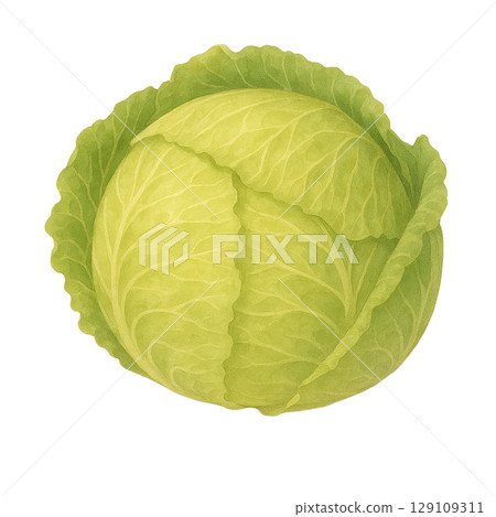 高麗菜水彩插圖（剪貼畫） 129109311