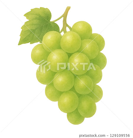 綠葡萄的水彩插圖（剪切） 129109556