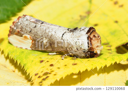 鯱(側面,臉在右邊) 鯱(側面,臉在右邊) 129110068