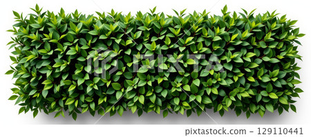 Bushy green hedge with dense fresh leaves forming rectangular shape, vibrant natural foliage creating lively and refreshing atmosphere 129110441