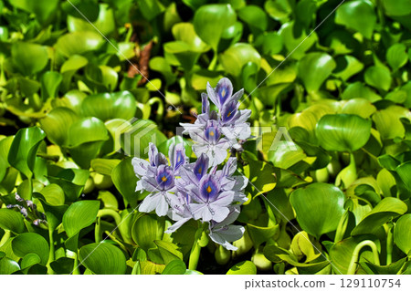 Light purple water hyacinth flowers (summer, July) Light purple water hyacinth flowers (summer, July) 129110754