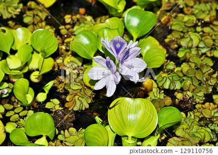 淡紫色水葫蘆花（夏季，七月） 129110756