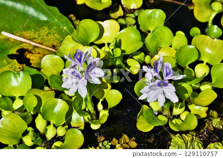 Light purple water hyacinth flowers (summer, July) 129110757
