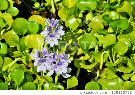 Light purple water hyacinth flowers (summer, July) Light purple water hyacinth flowers (summer, July) 129110758