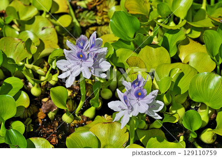 淡紫色水葫蘆花（夏季，七月） 129110759