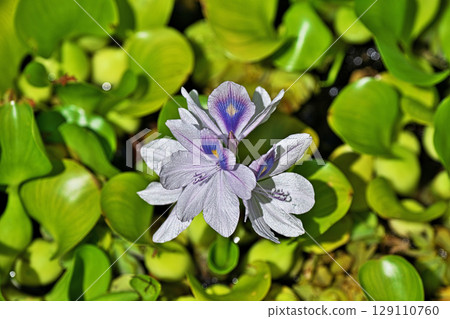 Light purple water hyacinth flowers (summer, July) 129110760
