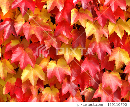 Autumn leaves on the wall 129110790