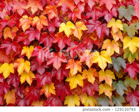 Autumn leaves on the wall 129110793