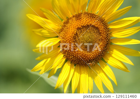 Close-up sunflowers 129111460