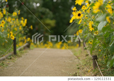開花在路旁的黃色花 129111531