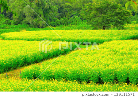 盛開的黃色波斯菊 盛開的黃色波斯菊 129111571