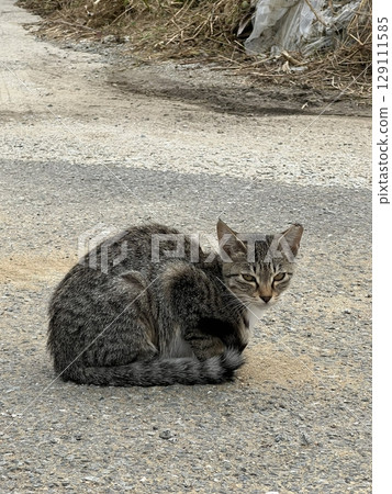 Charming and chubby cat playfully exploring the outdoors, with fluffy fur and a curious expression. Full of energy and joy, perfect for cat lovers who enjoy watching playful, happy moments! Charming and chubby cat playfully exploring the outdoors, with fluffy fur and a curious expression. Full of energy and joy, perfect for cat lovers who enjoy watching playful, happy moments! 129111585