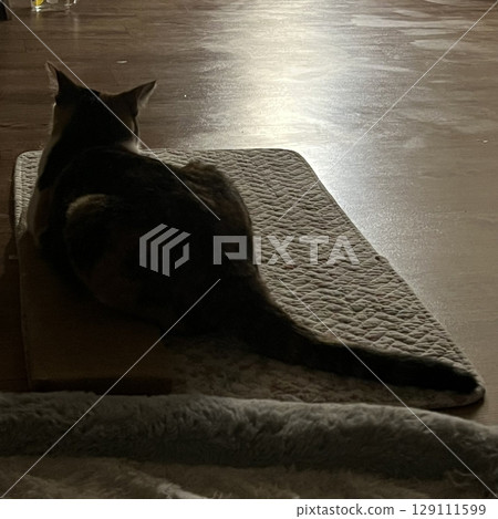 Charming and chubby cat playfully exploring the outdoors, with fluffy fur and a curious expression. Full of energy and joy, perfect for cat lovers who enjoy watching playful, happy moments! 129111599