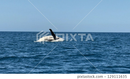 An orca gracefully swimming in the ocean, its black and white body cutting through the deep blue water, surrounded by gentle waves and a serene marine backdrop. 129111635