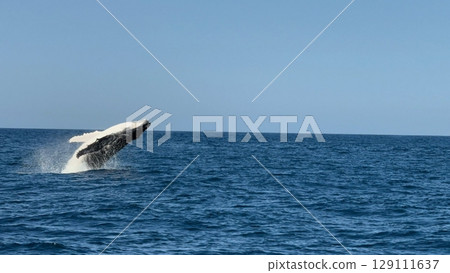 An orca gracefully swimming in the ocean, its black and white body cutting through the deep blue water, surrounded by gentle waves and a serene marine backdrop. 129111637