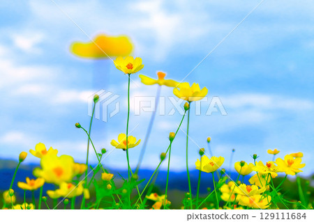 藍天和檸檬黃的波斯菊 129111684