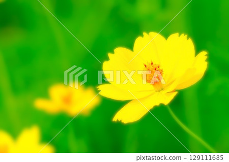 漂亮的檸檬黃波斯菊 漂亮的檸檬黃波斯菊 129111685
