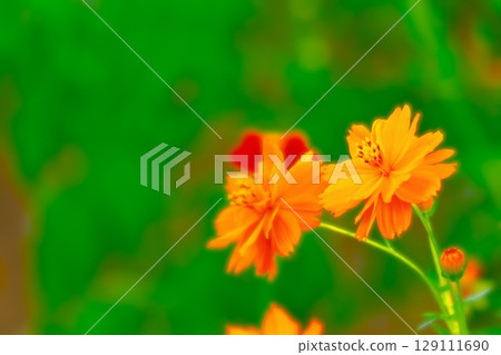 Cute orange yellow cosmos 129111690
