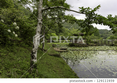 岐阜縣美濃加茂健康森林，初夏的繡球花池和涼亭風景 129111939