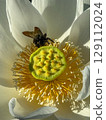 Close-up of a lotus flower and a bee collecting nectar 129112024