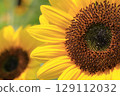 sunflower	 129112032