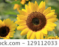 sunflower	 129112033
