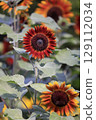 sunflower	 129112034