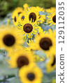 sunflower	 129112035