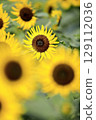sunflower	 129112036