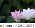 Lotus in Japan 129112053