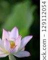 Lotus in Japan 129112054
