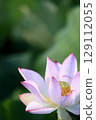 Lotus in Japan 129112055