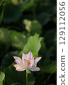 Lotus in Japan 129112056