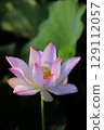 Lotus in Japan 129112057