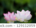 Lotus in Japan 129112059