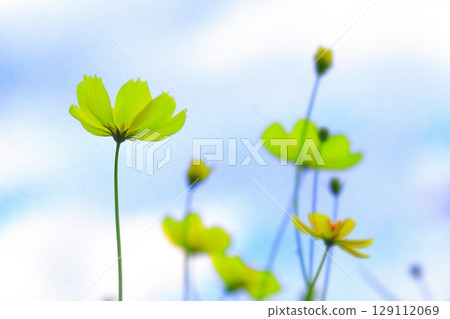 清爽的藍天和檸檬黃的波斯菊花 129112069