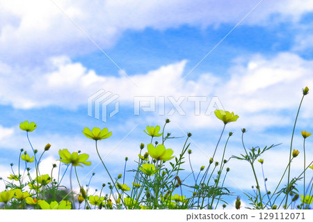 A refreshing blue sky and a cluster of yellow cosmos A refreshing blue sky and a cluster of yellow cosmos 129112071