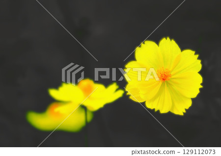 黑色背景上的黃色波斯菊 黑色背景上的黃色波斯菊 129112073